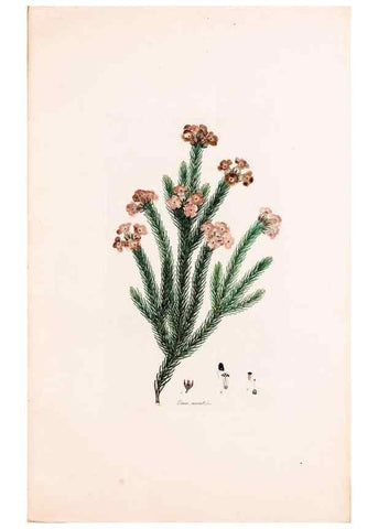 Reproducción/Reproduction 49157818527: Coloured engravings of heaths :. London :Published by the Author. Printed by T. Bensley,1802-09 [1830?]. 