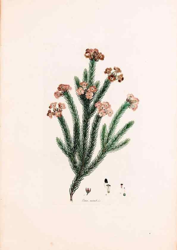 Reproducción/Reproduction 49157818527: Coloured engravings of heaths :. London :Published by the Author. Printed by T. Bensley,1802-09 [1830?]. 