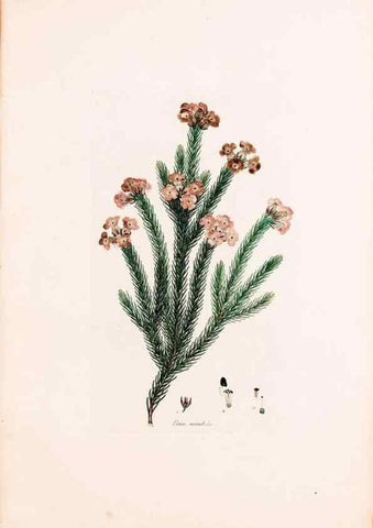 Reproducción/Reproduction 49157818527: Coloured engravings of heaths :. London :Published by the Author. Printed by T. Bensley,1802-09 [1830?]. 