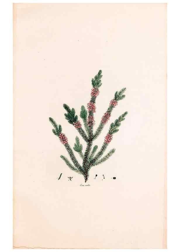 Reproducción/Reproduction 49157109888: Coloured engravings of heaths :. London :Published by the Author. Printed by T. Bensley,1802-09 [1830?]. 