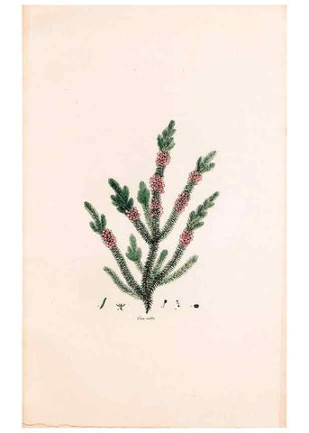Reproducción/Reproduction 49157109888: Coloured engravings of heaths :. London :Published by the Author. Printed by T. Bensley,1802-09 [1830?]. 