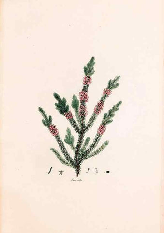 Reproducción/Reproduction 49157109888: Coloured engravings of heaths :. London :Published by the Author. Printed by T. Bensley,1802-09 [1830?]. 
