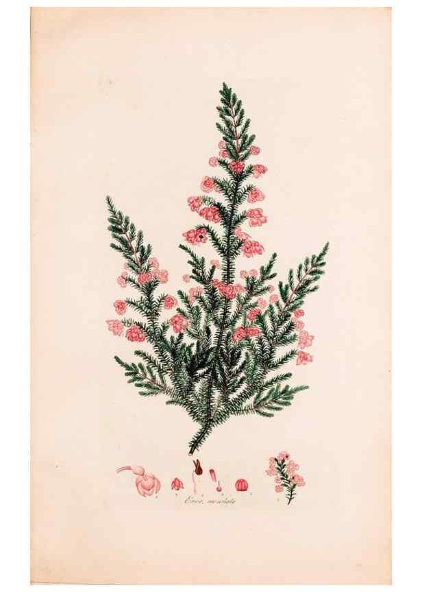 Reproducción/Reproduction 49157110173: Coloured engravings of heaths :. London :Published by the Author. Printed by T. Bensley,1802-09 [1830?]. 