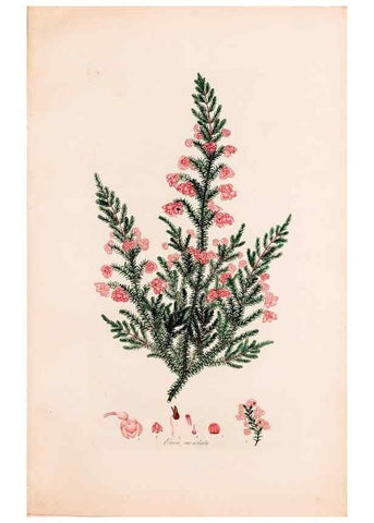 Reproducción/Reproduction 49157110173: Coloured engravings of heaths :. London :Published by the Author. Printed by T. Bensley,1802-09 [1830?]. 