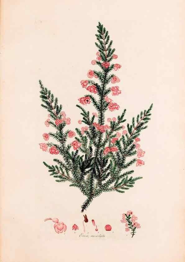 Reproducción/Reproduction 49157110173: Coloured engravings of heaths :. London :Published by the Author. Printed by T. Bensley,1802-09 [1830?]. 