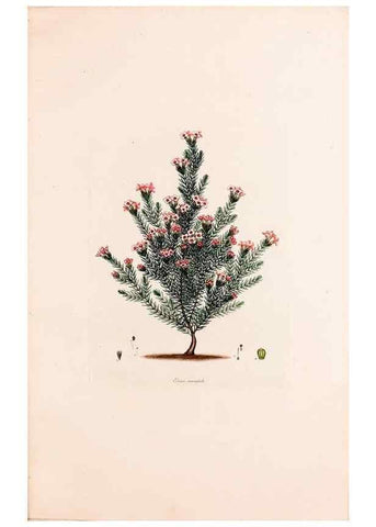 Reproducción/Reproduction 49157599391: Coloured engravings of heaths :. London :Published by the Author. Printed by T. Bensley,1802-09 [1830?]. 