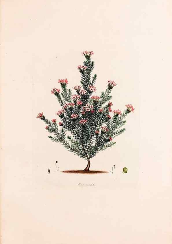 Reproducción/Reproduction 49157599391: Coloured engravings of heaths :. London :Published by the Author. Printed by T. Bensley,1802-09 [1830?]. 