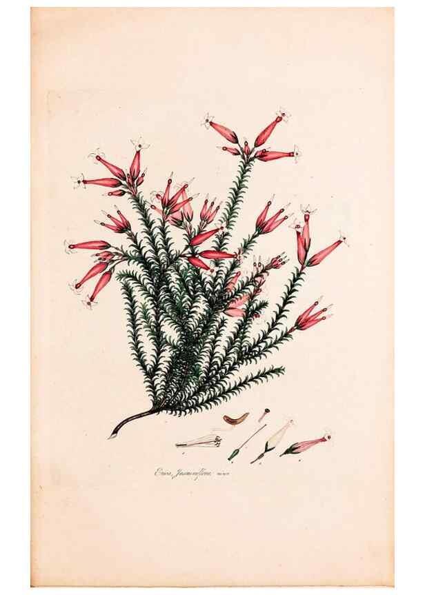 Reproducción/Reproduction 49157107843: Coloured engravings of heaths :. London :Published by the Author. Printed by T. Bensley,1802-09 [1830?]. 