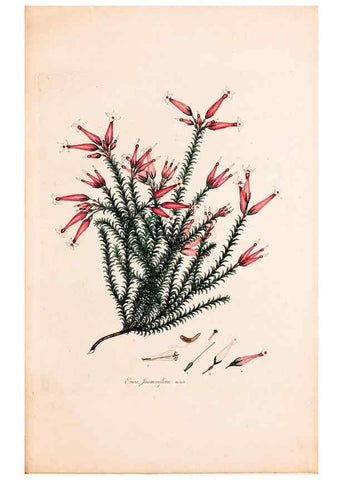 Reproducción/Reproduction 49157107843: Coloured engravings of heaths :. London :Published by the Author. Printed by T. Bensley,1802-09 [1830?]. 
