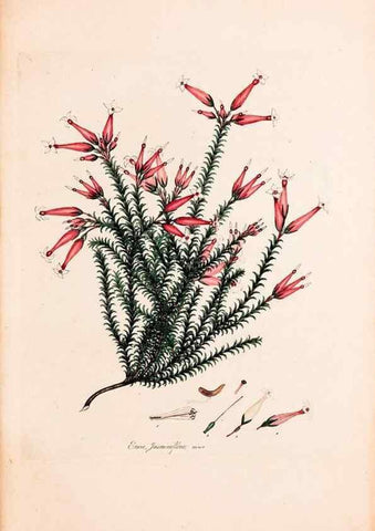 Reproducción/Reproduction 49157107843: Coloured engravings of heaths :. London :Published by the Author. Printed by T. Bensley,1802-09 [1830?]. 