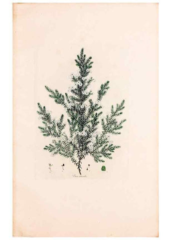 Reproducción/Reproduction 49157819897: Coloured engravings of heaths :. London :Published by the Author. Printed by T. Bensley,1802-09 [1830?]. 