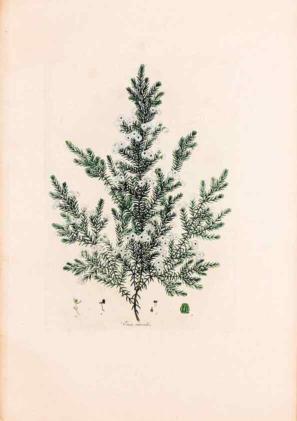 Reproducción/Reproduction 49157819897: Coloured engravings of heaths :. London :Published by the Author. Printed by T. Bensley,1802-09 [1830?]. 