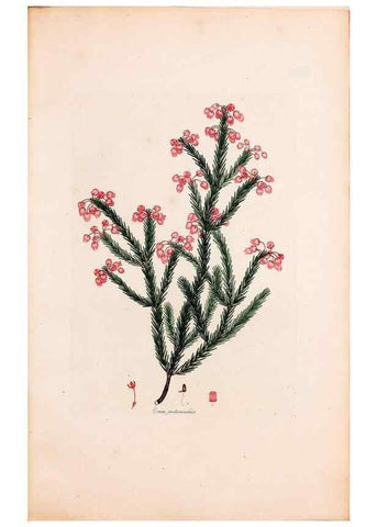 Reproducción/Reproduction 49157607846: Coloured engravings of heaths :. London :Published by the Author. Printed by T. Bensley,1802-09 [1830?]. 