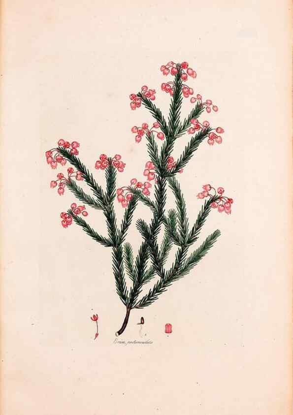 Reproducción/Reproduction 49157607846: Coloured engravings of heaths :. London :Published by the Author. Printed by T. Bensley,1802-09 [1830?]. 