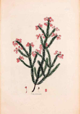 Reproducción/Reproduction 49157607846: Coloured engravings of heaths :. London :Published by the Author. Printed by T. Bensley,1802-09 [1830?]. 