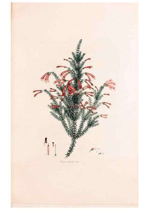 Reproducción/Reproduction 49157118878: Coloured engravings of heaths :. London :Published by the Author. Printed by T. Bensley,1802-09 [1830?]. 