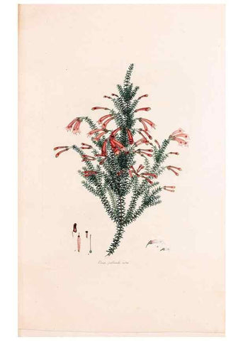 Reproducción/Reproduction 49157118878: Coloured engravings of heaths :. London :Published by the Author. Printed by T. Bensley,1802-09 [1830?]. 