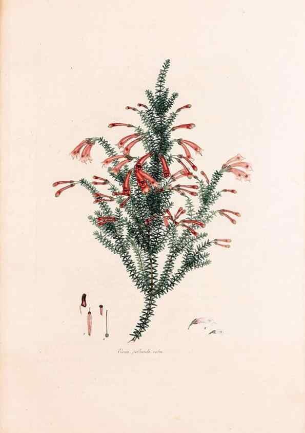 Reproducción/Reproduction 49157118878: Coloured engravings of heaths :. London :Published by the Author. Printed by T. Bensley,1802-09 [1830?]. 