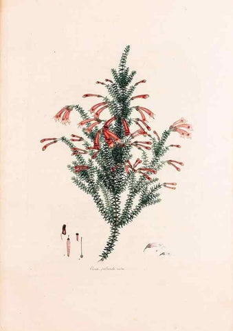 Reproducción/Reproduction 49157118878: Coloured engravings of heaths :. London :Published by the Author. Printed by T. Bensley,1802-09 [1830?]. 