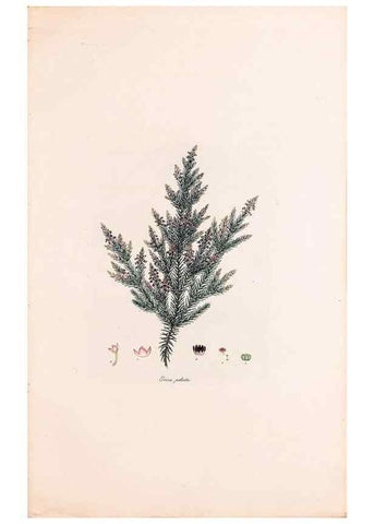 Reproducción/Reproduction 49157608406: Coloured engravings of heaths :. London :Published by the Author. Printed by T. Bensley,1802-09 [1830?]. 