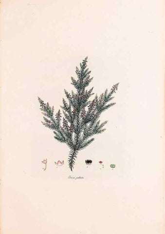 Reproducción/Reproduction 49157608406: Coloured engravings of heaths :. London :Published by the Author. Printed by T. Bensley,1802-09 [1830?]. 