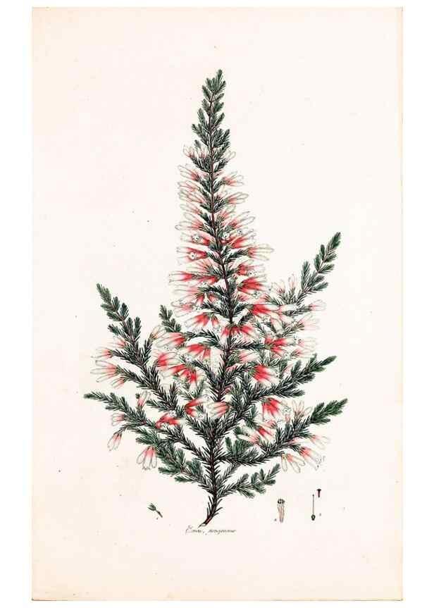 Reproducción/Reproduction 49157119523: Coloured engravings of heaths :. London :Published by the Author. Printed by T. Bensley,1802-09 [1830?]. 