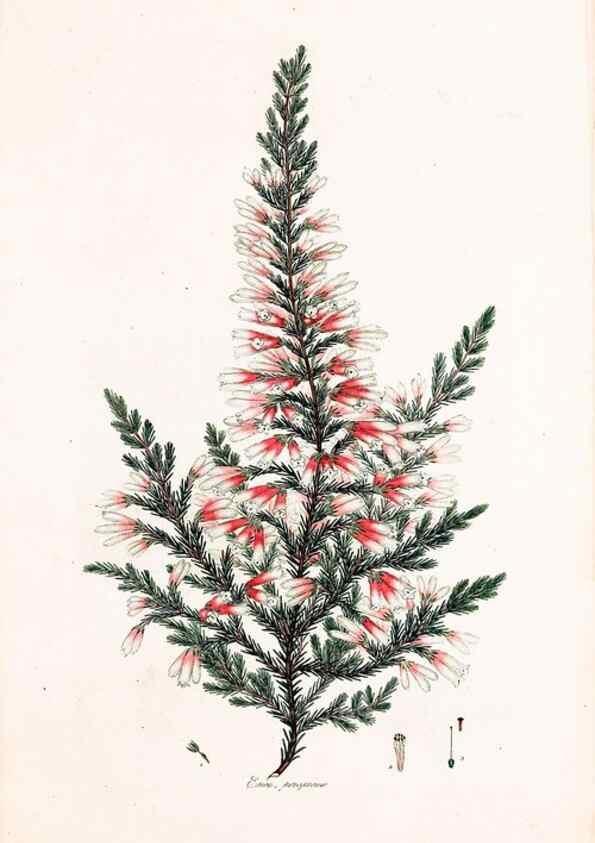 Reproducción/Reproduction 49157119523: Coloured engravings of heaths :. London :Published by the Author. Printed by T. Bensley,1802-09 [1830?]. 