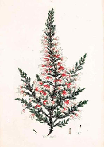 Reproducción/Reproduction 49157119523: Coloured engravings of heaths :. London :Published by the Author. Printed by T. Bensley,1802-09 [1830?]. 