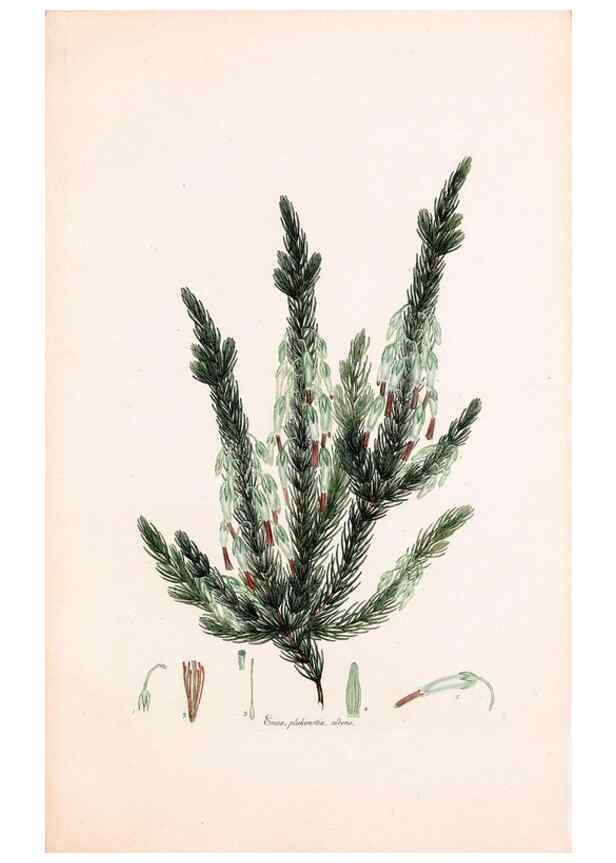 Reproducción/Reproduction 49157829732: Coloured engravings of heaths :. London :Published by the Author. Printed by T. Bensley,1802-09 [1830?]. 