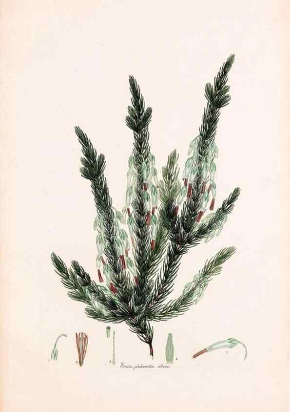 Reproducción/Reproduction 49157829732: Coloured engravings of heaths :. London :Published by the Author. Printed by T. Bensley,1802-09 [1830?]. 