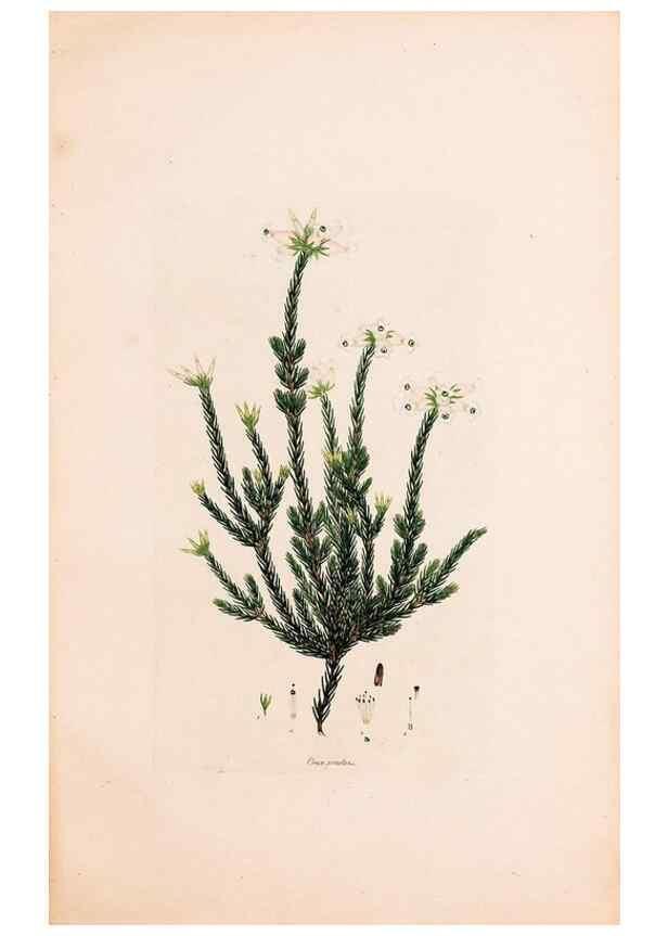 Reproducción/Reproduction 49157830022: Coloured engravings of heaths :. London :Published by the Author. Printed by T. Bensley,1802-09 [1830?]. 