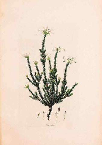 Reproducción/Reproduction 49157830022: Coloured engravings of heaths :. London :Published by the Author. Printed by T. Bensley,1802-09 [1830?]. 