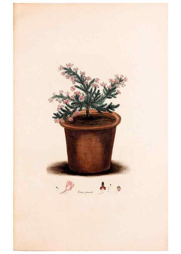 Reproducción/Reproduction 49157830247: Coloured engravings of heaths :. London :Published by the Author. Printed by T. Bensley,1802-09 [1830?]. 