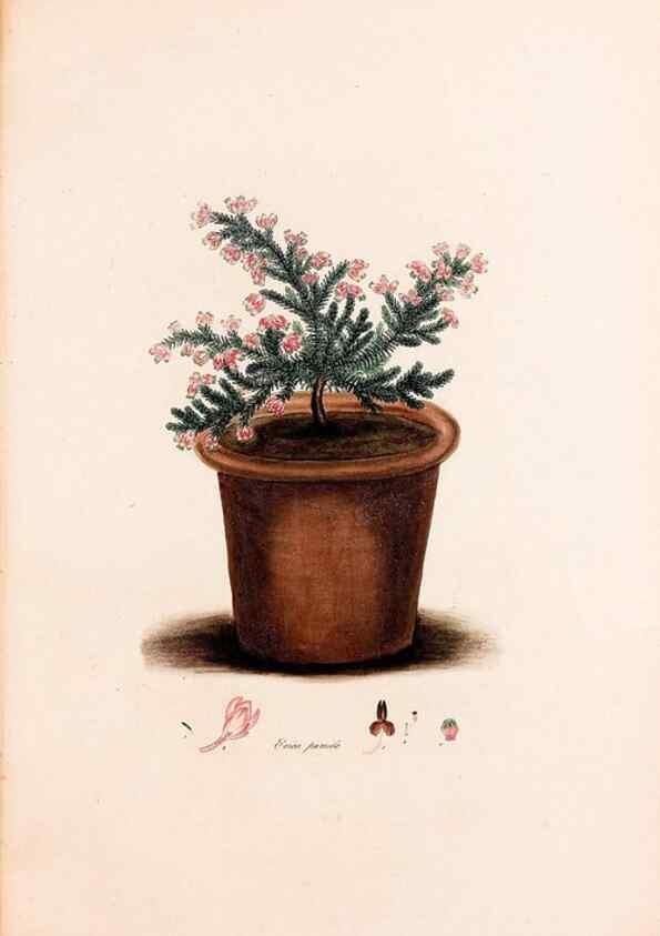 Reproducción/Reproduction 49157830247: Coloured engravings of heaths :. London :Published by the Author. Printed by T. Bensley,1802-09 [1830?]. 