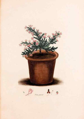Reproducción/Reproduction 49157830247: Coloured engravings of heaths :. London :Published by the Author. Printed by T. Bensley,1802-09 [1830?]. 
