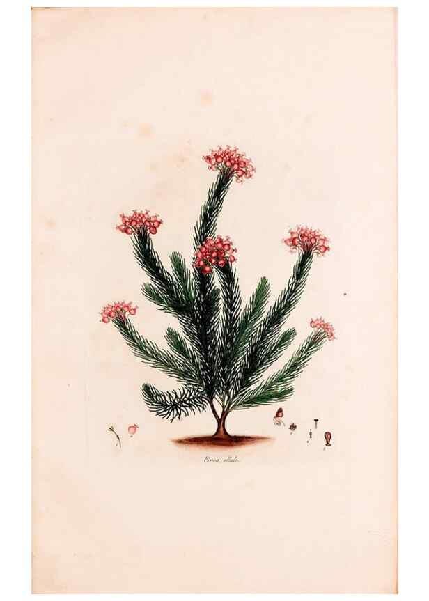 Reproducción/Reproduction 49157607586: Coloured engravings of heaths :. London :Published by the Author. Printed by T. Bensley,1802-09 [1830?]. 