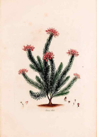 Reproducción/Reproduction 49157607586: Coloured engravings of heaths :. London :Published by the Author. Printed by T. Bensley,1802-09 [1830?]. 