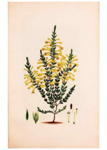Reproducción/Reproduction 49157615586: Coloured engravings of heaths :. London :Published by the Author. Printed by T. Bensley,1802-09 [1830?]. 