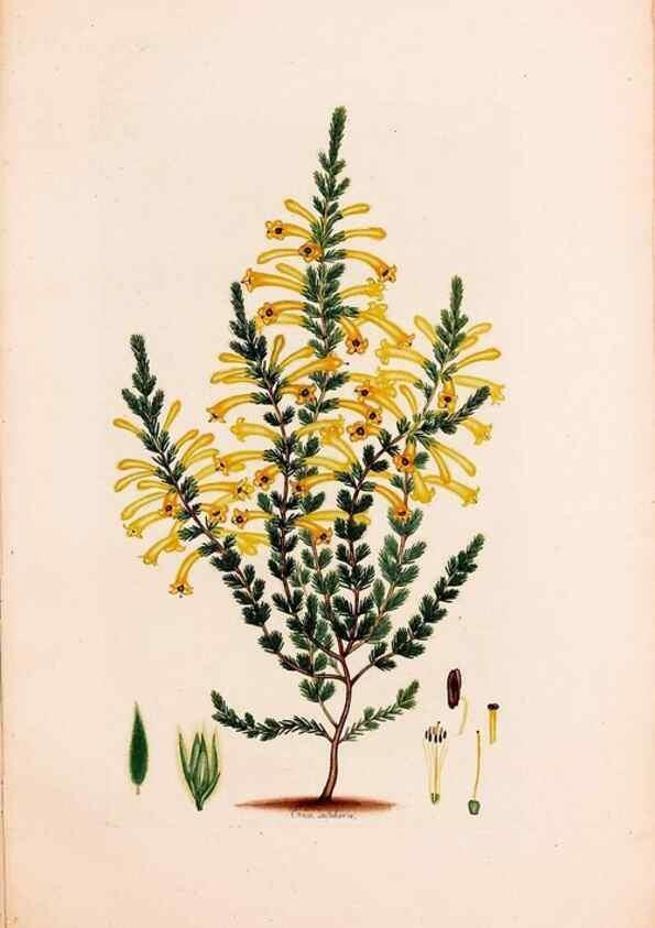Reproducción/Reproduction 49157615586: Coloured engravings of heaths :. London :Published by the Author. Printed by T. Bensley,1802-09 [1830?]. 