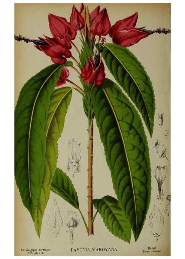 Reproducción/Reproduction 49133296048: Belgique horticole.. Liége.. 