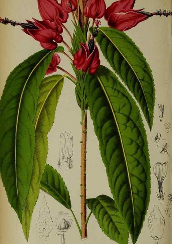 Reproducción/Reproduction 49133296048: Belgique horticole.. Liége.. 