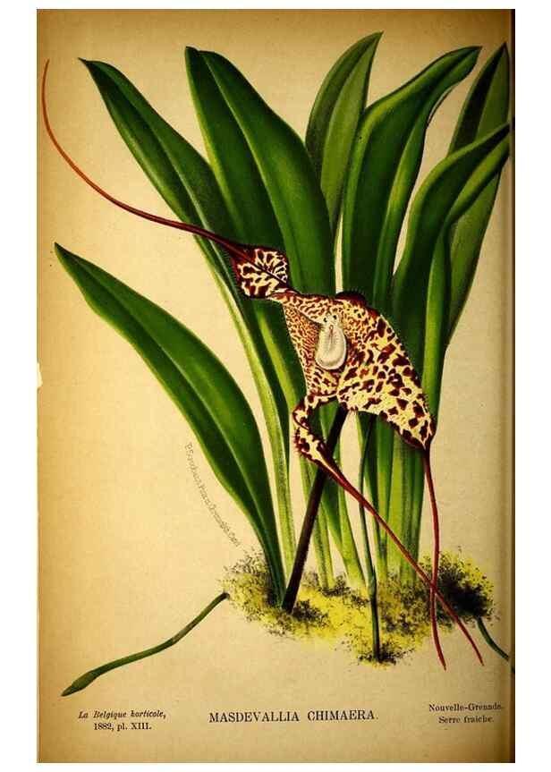 Reproducción/Reproduction 49132328031: Belgique horticole.. Liége.. 
