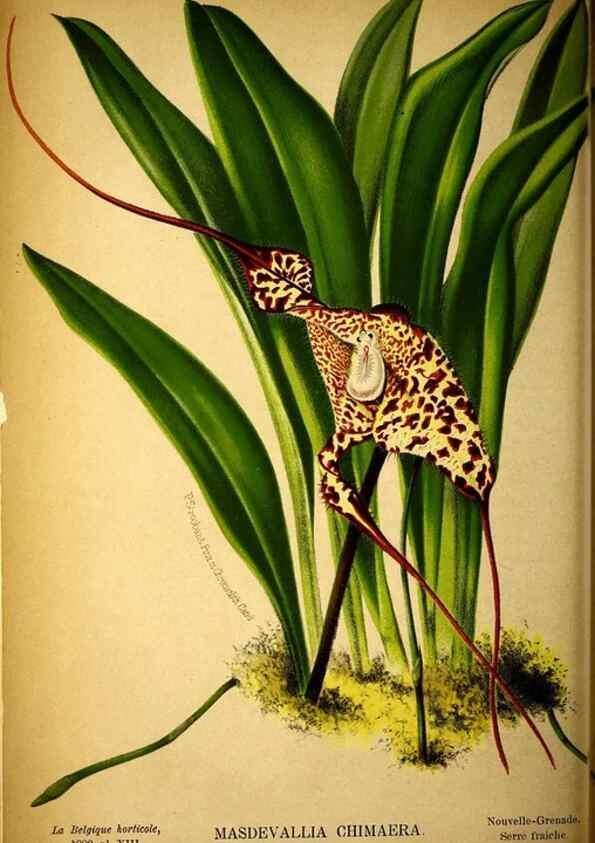 Reproducción/Reproduction 49132328031: Belgique horticole.. Liége.. 