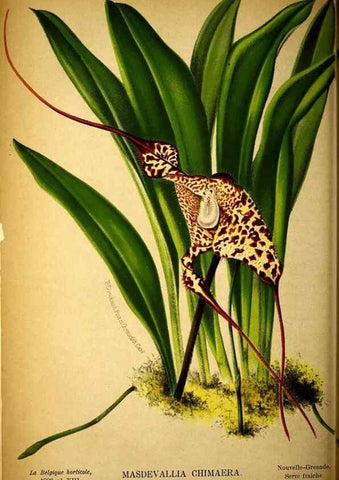 Reproducción/Reproduction 49132328031: Belgique horticole.. Liége.. 