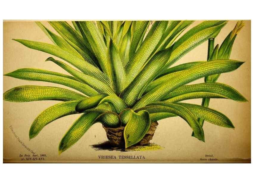 Reproducción/Reproduction 49132513192: Belgique horticole.. Liége.. 