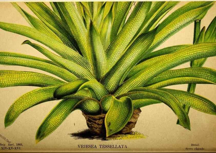 Reproducción/Reproduction 49132513192: Belgique horticole.. Liége.. 