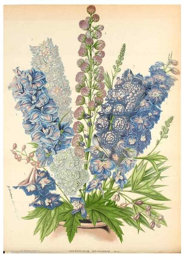 Reproducción/Reproduction 49131879003: Belgique horticole.. Liége.. 