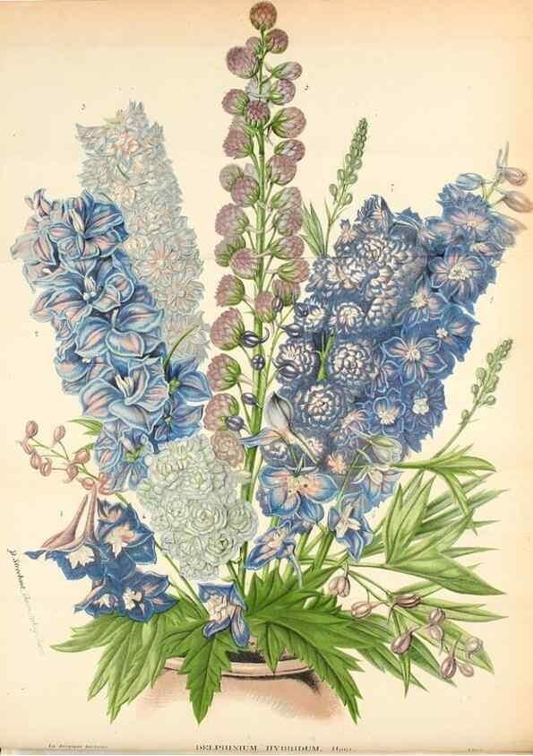 Reproducción/Reproduction 49131879003: Belgique horticole.. Liége.. 