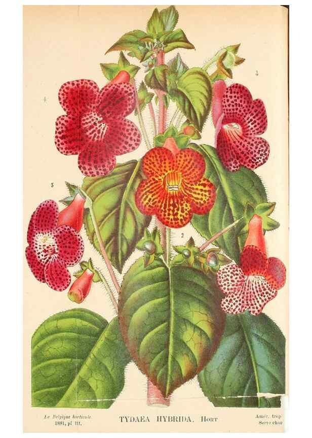 Reproducción/Reproduction 49132374531: Belgique horticole.. Liége.. 
