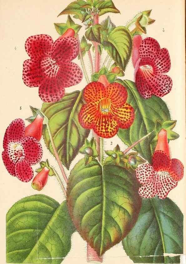 Reproducción/Reproduction 49132374531: Belgique horticole.. Liége.. 